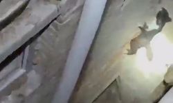 Burdur'da 7 metrelik duvarı tırmanan kedi ekipleri şok etti