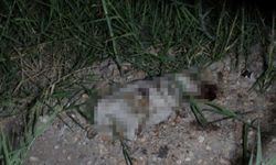Yavru köpeği taşla öldürdüğü iddia edilen Alman vatandaşı deport edildi