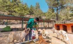 Mersin’de 3 bin 295 kedi ve köpek yeni yuvasına kavuştu