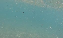 Antalya Körfezi'nde mikroplastik temizliğine poyraz dopingi