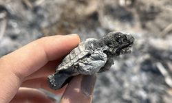 Kumsalda yakılan ateş yavru carettayı yakıp telef etti