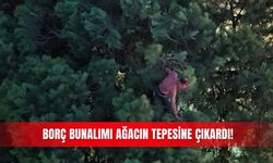 Borç bunalımı ağacın tepesine çıkardı!