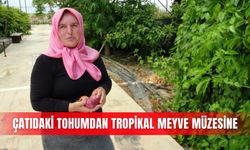 Çatıdaki tohumdan tropikal meyve müzesine