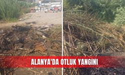 Alanya'da otluk yangını