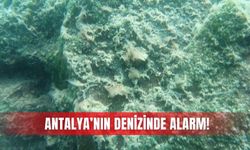 Antalya’nın denizinde alarm!