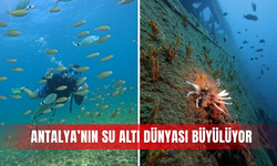Antalya’nın su altı dünyası büyülüyor