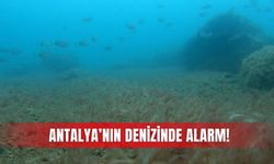 Antalya’nın denizinde alarm!