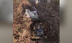 Kendini toprağa gömmeye çalışan kaplumbağayı ekipler kurtardı