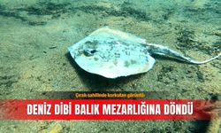 Çıralı sahilinde korkutan görüntü: Deniz dibi balık mezarlığına döndü