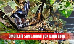 Butterfly World Antalya’dan ezber bozan açıklama: Ömürleri sanılandan çok daha uzun