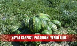 Yayla karpuzu pazardaki yerini aldı