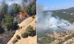 Balıkesir'de orman yangını