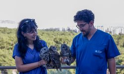 Minik baykuşlar özgürlüğe uçtu