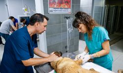 Büyükşehir ekipleri yangında can dostlar için seferber oldu