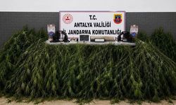 Jandarmadan kenevir baskını: 2 şüpheliye adli işlem