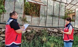 Alanya'da 22 bin dekar alanda seralar tek tek inceleniyor