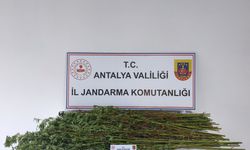 Serik'te 80 kök kenevir bitkisi ele geçirildi