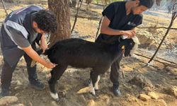 Yangın bölgesinde hayvanlar unutulmadı