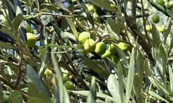 Serik'te erkenci zeytin hasadı başladı