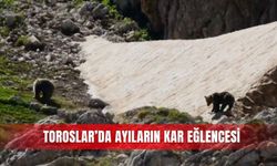 Toroslar’da ayıların kar eğlencesi
