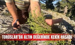 Toroslar’da altın değerinde kekik hasadı