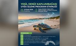 Antalya'da genç deniz kaplumbağaları uyduyla izlenecek