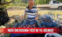 İncir üreticisinin yüzü bu yıl gülmedi