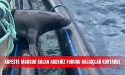 Kafeste mahsur kalan Akdeniz fokunu dalgıçlar kurtardı