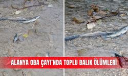 Alanya Oba Çayı’nda toplu balık ölümleri