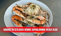 Akdeniz’in istilacısı Demre sofralarının yıldızı oldu