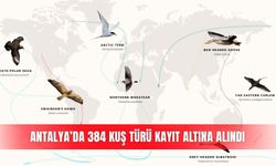 Antalya’da 384 kuş türü kayıt altına alındı