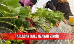 Tarladan hale uzanan zincir