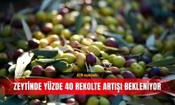 ATB açıkladı: Zeytinde yüzde 40 rekolte artışı bekleniyor
