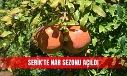 Serik’te nar sezonu açıldı