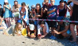 Kemer'de son caretta caretta yuvası açıldı