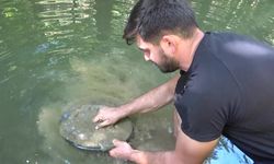 Türkiye’de altın çok arayan yok...Derelerde her gün 5 gram altın çıkarıyorlar