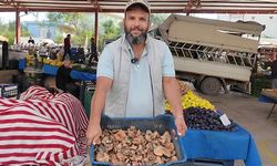 Serik'te çıntar mantarı pazara indi