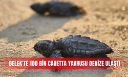 Belek'te 100 bin caretta yavrusu denize ulaştı