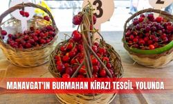 Manavgat’ın Burmahan kirazı tescil yolunda