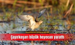 Kuş gözlemcileri Antalya’ya akın etti: Çayırkoşarı büyük heyecan yarattı