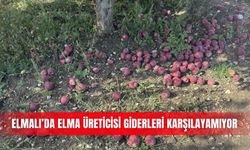 Elmalı’da elma üreticisi giderleri karşılayamıyor