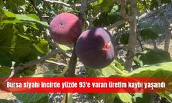 Bursa siyahı incirde yüzde 93'e varan üretim kaybı yaşandı