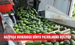 Gazipaşa avokadosu dünya pazarlarına açılıyor