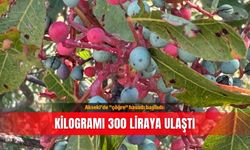 Akseki’de "çöğre" hasadı başladı: Kilogramı 300 liraya ulaştı