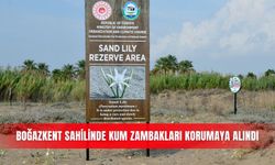 Boğazkent sahilinde kum zambakları korumaya alındı
