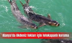 Alanya'da Akdeniz fokları için fotokapanlı koruma