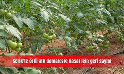 Serik'te örtü altı domateste hasat için geri sayım