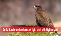 WWF 2026 raporu: Doğa kaybını durdurmak için acil dönüşüm şart