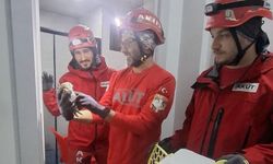 Döşemealtı'nda baykuş kurtarma operasyonu