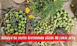 Antalya'da zeytin üretiminde yüzde 40 rekor artış